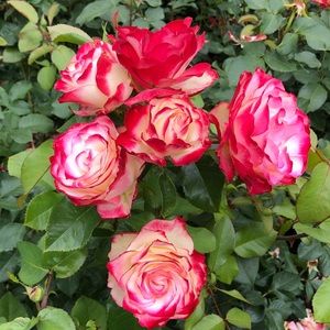 Meet your Posher, Cele